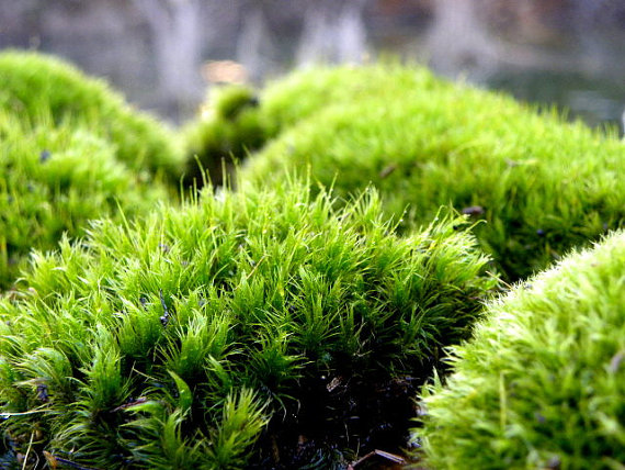 Moss of the Month Club