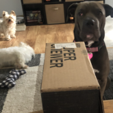 User provided content #7 for BarkBox