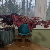 User provided content #1 for The Plant Club